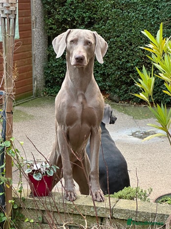 Weimaraner dogs in Grimsby - Advert 1
