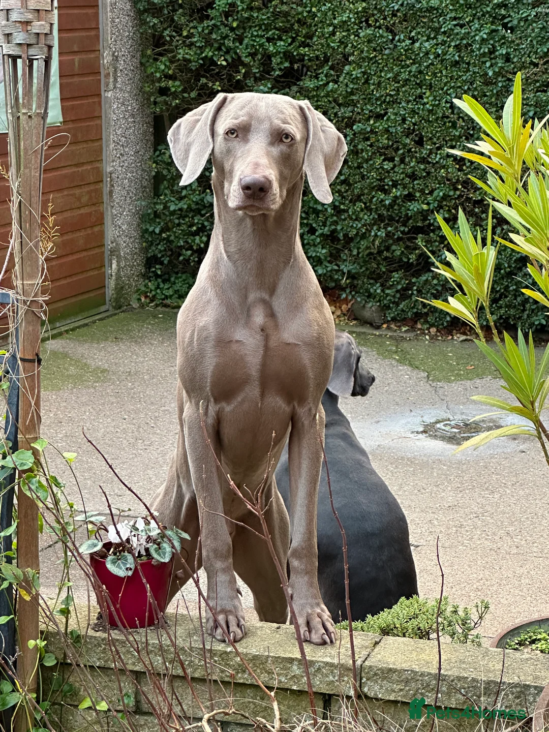 Weimaraner dogs for stud:  Stud looking for love! in Grimsby - Advert 1