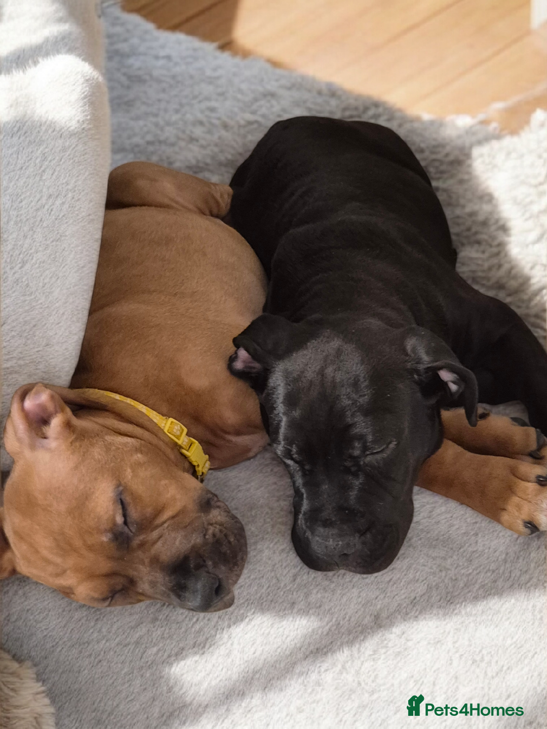 Mixed Breed dogs for sale: Bullmastiff x puppies 🐶  - Advert 17