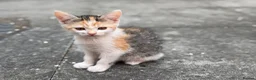 Mixed Breed cats for sale: Mixed Breed Kittens Looking For A Loving Home - Advert 3
