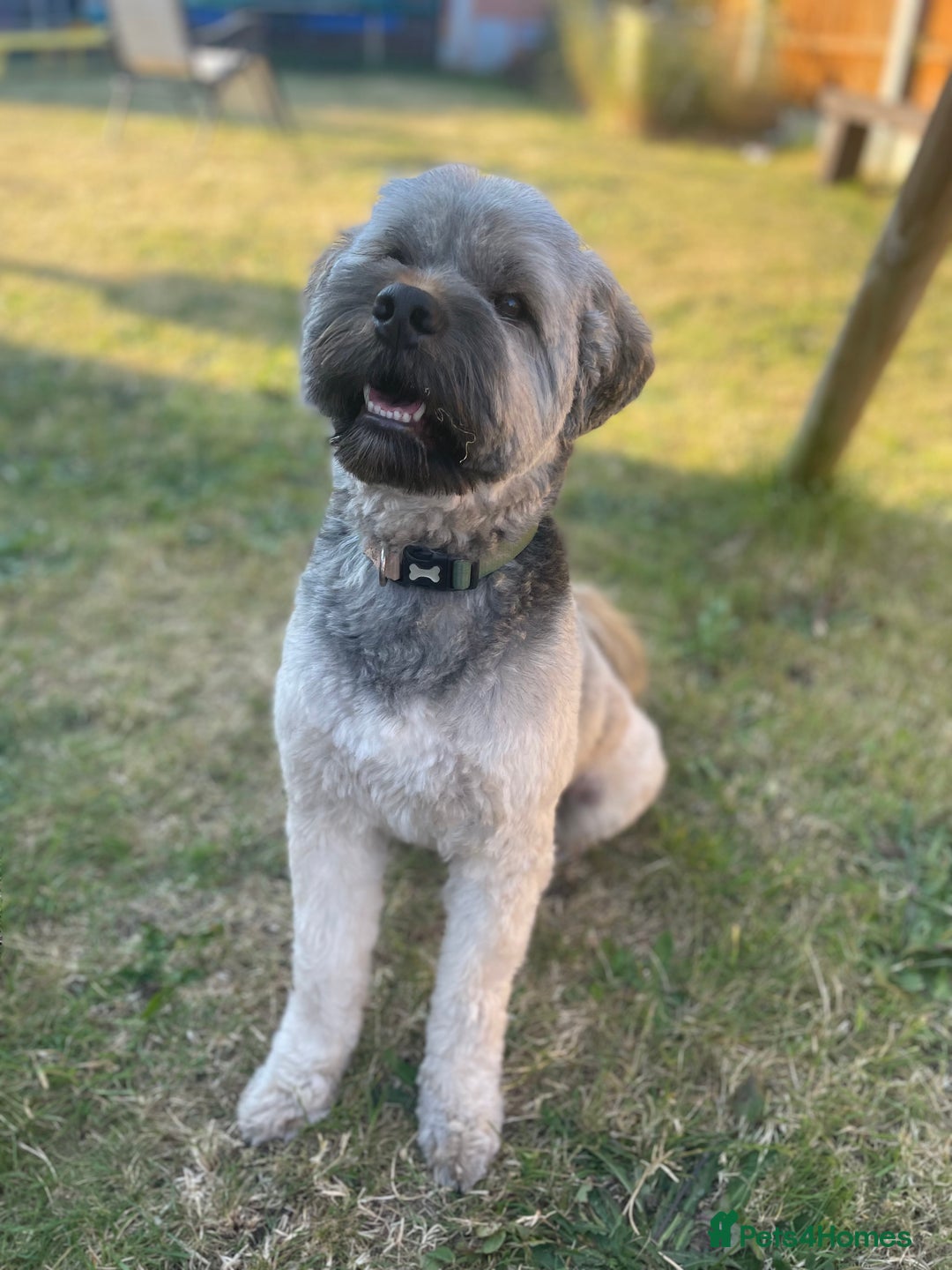 Tibetan Terrier dogs for sale: Rehoming Tibetan Terrier  - Image 2