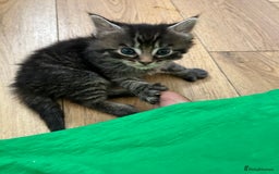 Maine Coon cats for sale: Ragcoon polydactyl kittens - Image 14