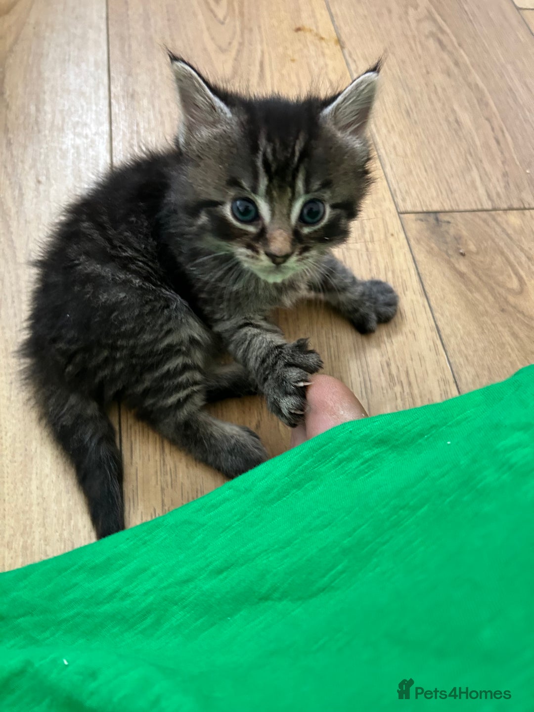 Maine Coon cats for sale: Ragcoon polydactyl kittens - Image 14