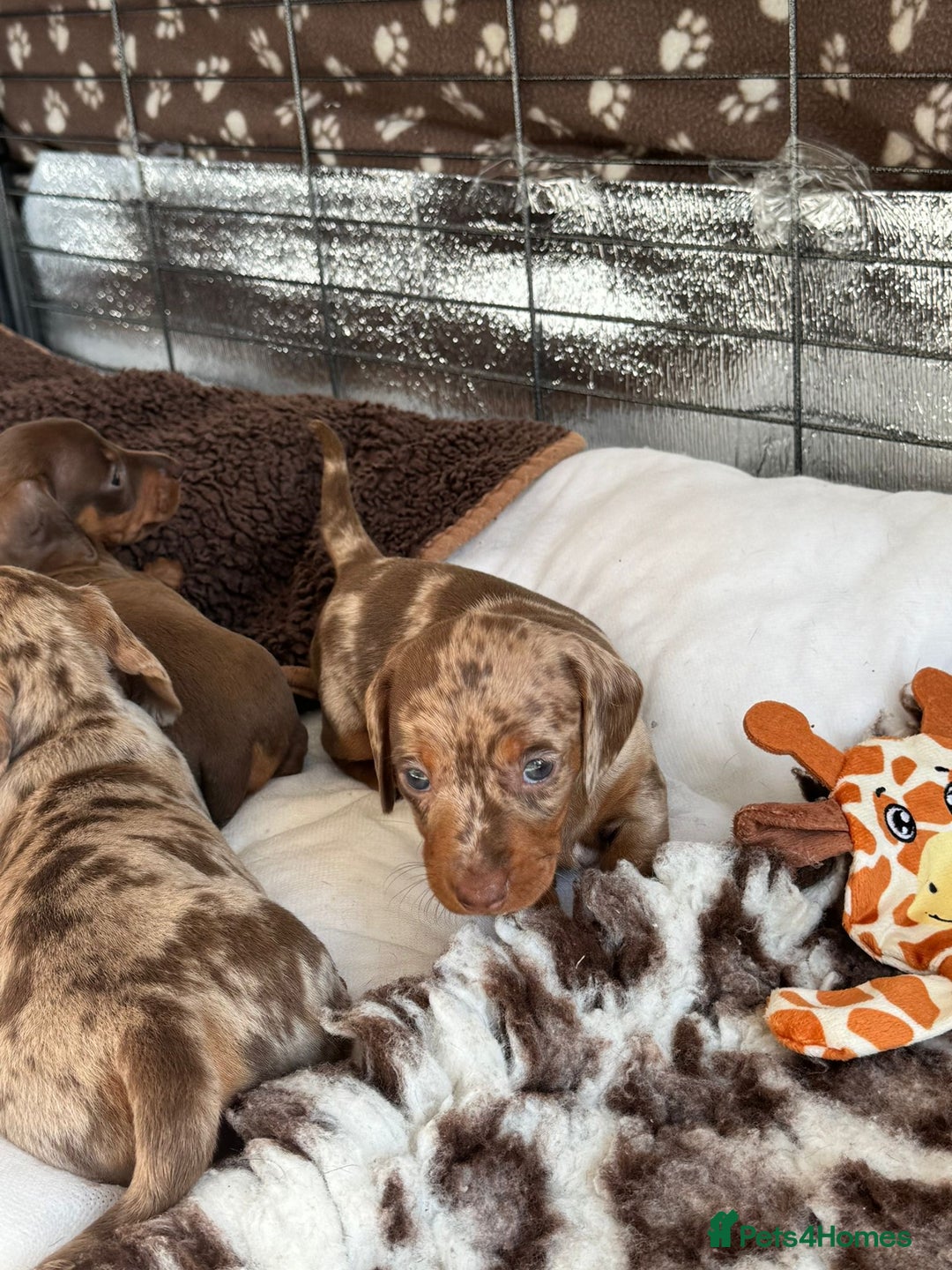 Miniature Dachshund dogs for sale: Tiny miniature dachshund puppies  - Image 12