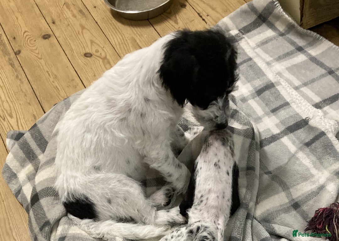 Jackapoo dogs for sale: @@GORGEOUS JACKAPOO PUPPIES@@ - Advert 3