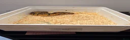 Python Snake reptiles for sale: Clown Clutch/Blackhead Mahogany  - Advert 6