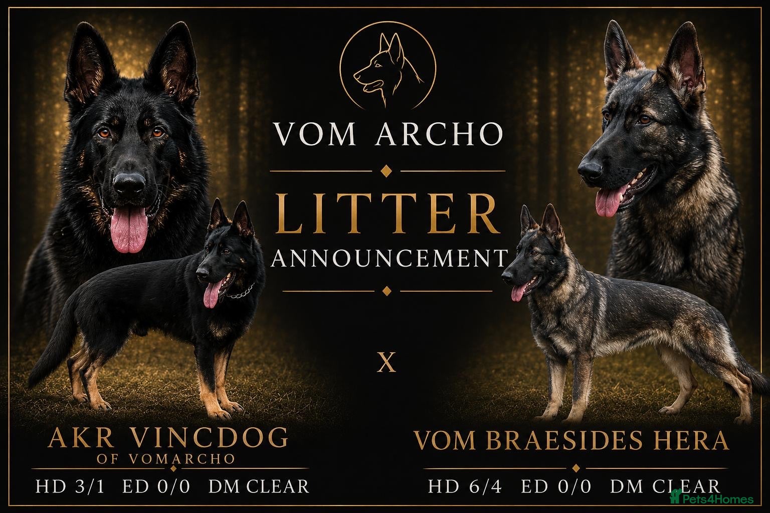 German Shepherd dogs Elite working line puppies  - Advert 1