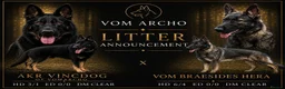 German Shepherd dogs for sale: Elite working line puppies  - Advert 1