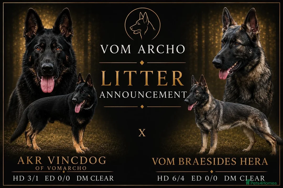 German Shepherd dogs for sale: Elite working line puppies  - Advert 1