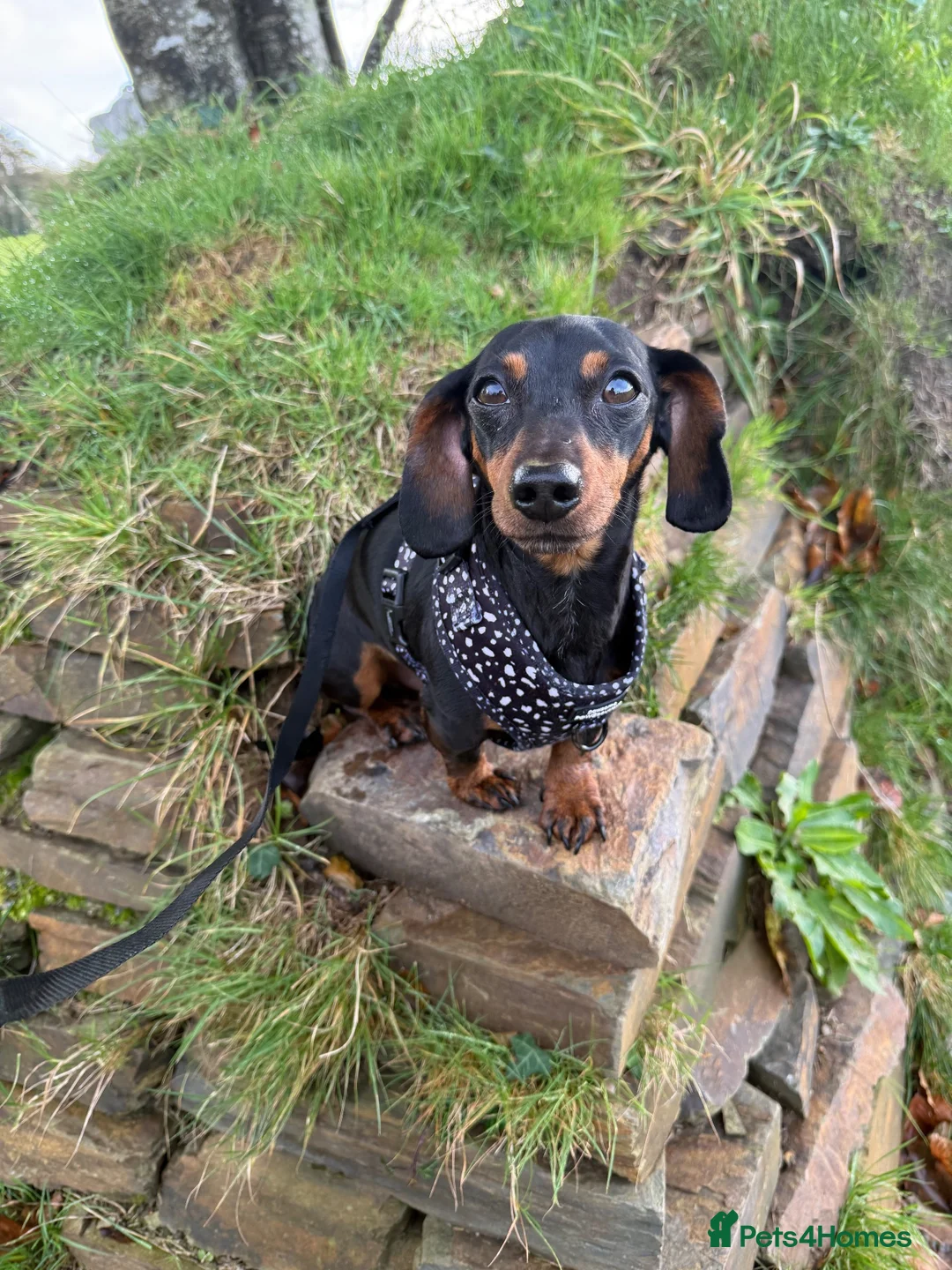 Miniature Dachshund dogs for sale: 4 year old Mini Dachshund for sale in Saint Austell - Advert 4