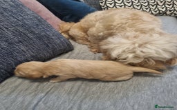 Mixed Breed dogs for sale: Cavapoochons  - Image 8