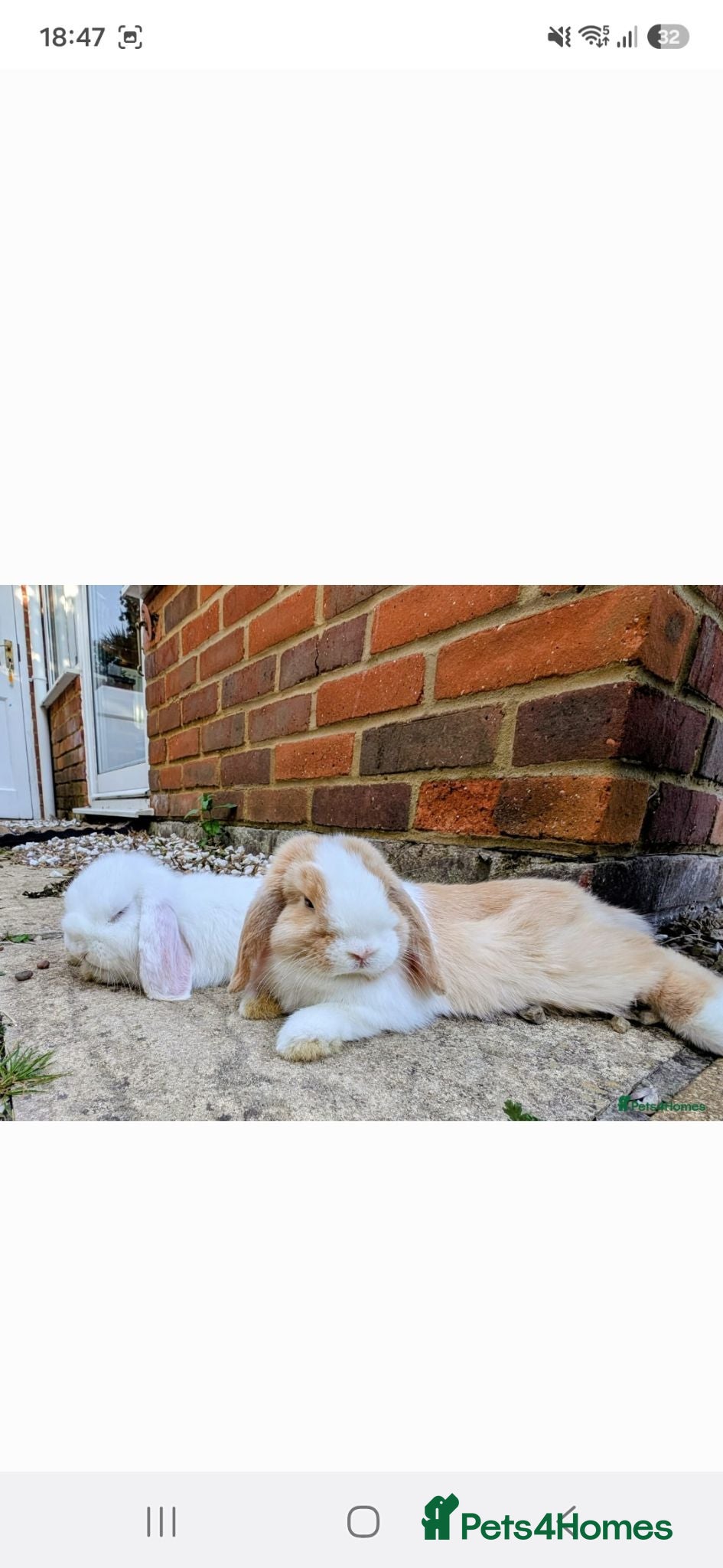 Mini Lop rabbits 2x PURE BRED mini lops - Advert 1