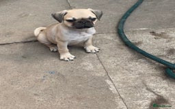 Pug dogs for sale: 3 gorgeous pugs  - Image 2