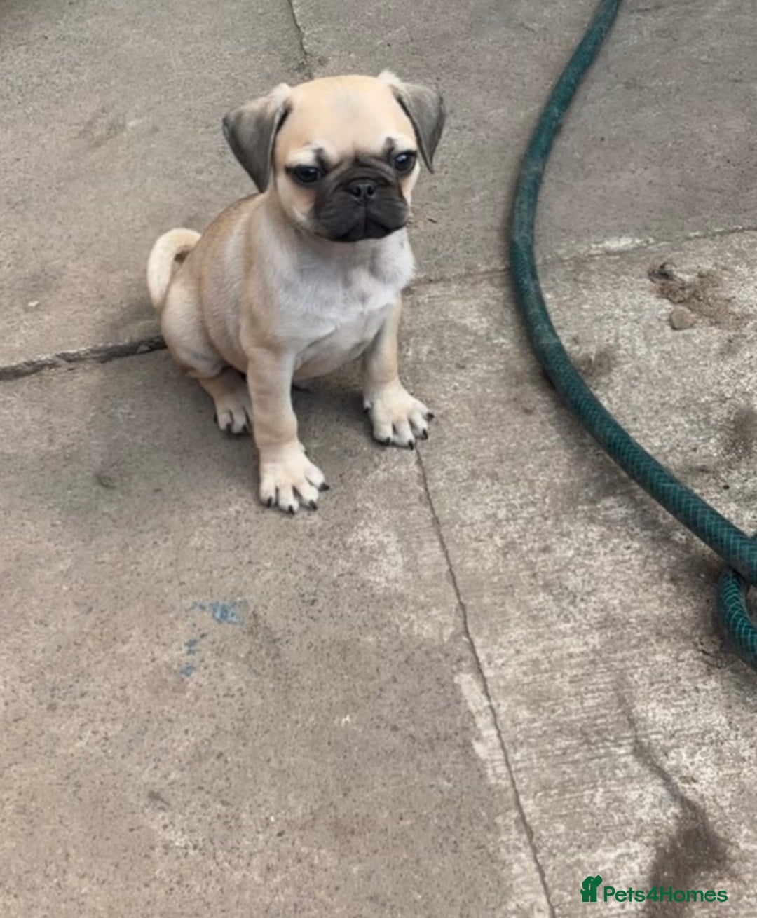 Pug dogs for sale: 3 gorgeous pugs  - Image 2