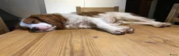 Mixed Breed dogs for sale: DAKOTA RETRIEVER CROSS COCKERLIER PUPPIES - Advert 17