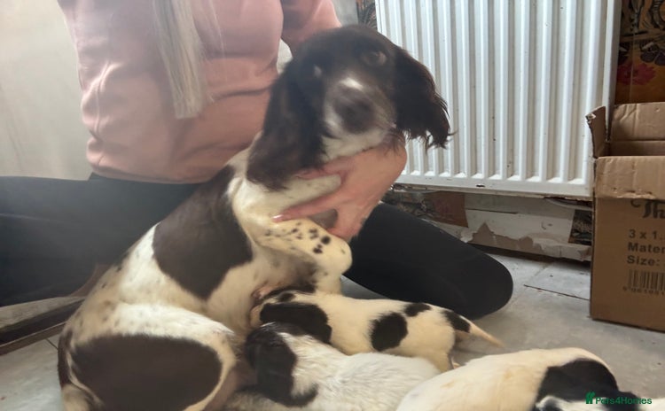 Cocker Spaniel dogs - Advert 1