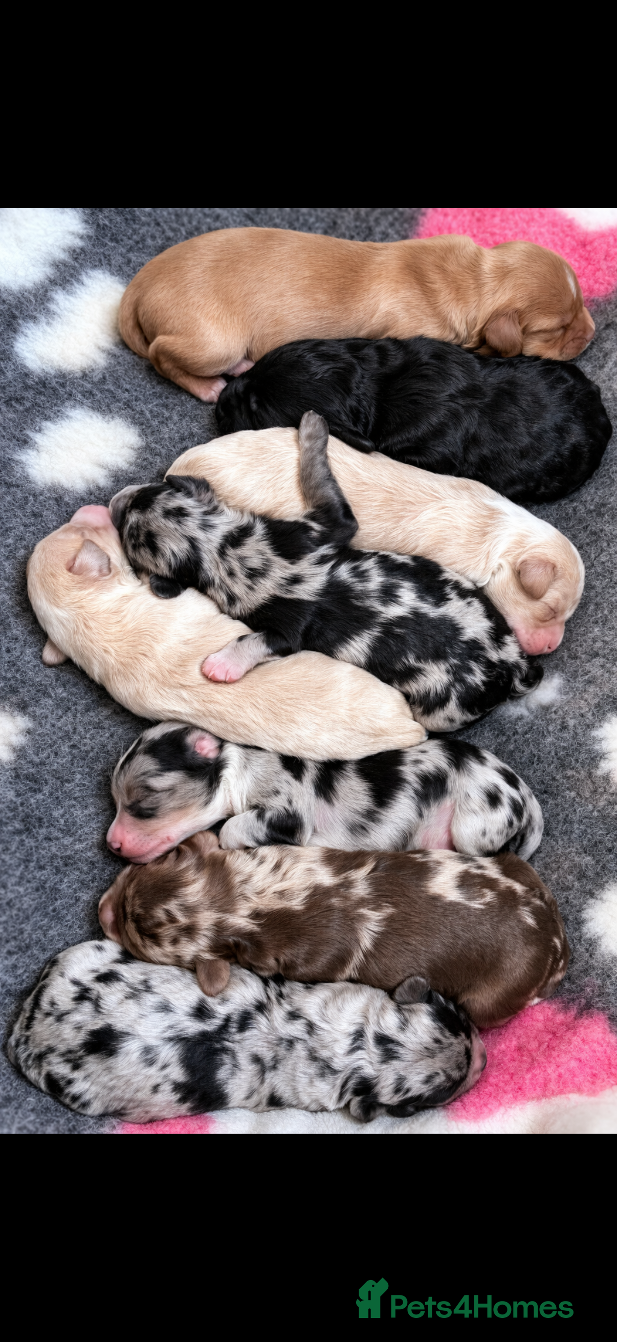 Australian Labradoodle dogs AUSTRALIAN LABRADOODLE PUPPIES - Advert 5