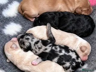 Australian Labradoodle dogs AUSTRALIAN LABRADOODLE PUPPIES - Advert 5