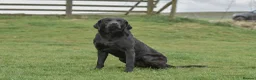 Labrador Retriever dogs for sale: Beautiful KC Registered Black Labrador Puppies - Advert 13