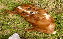 Cavapoo dogs for sale: Stunning cavapoo pups *ready to leave 29th august* - Image 9