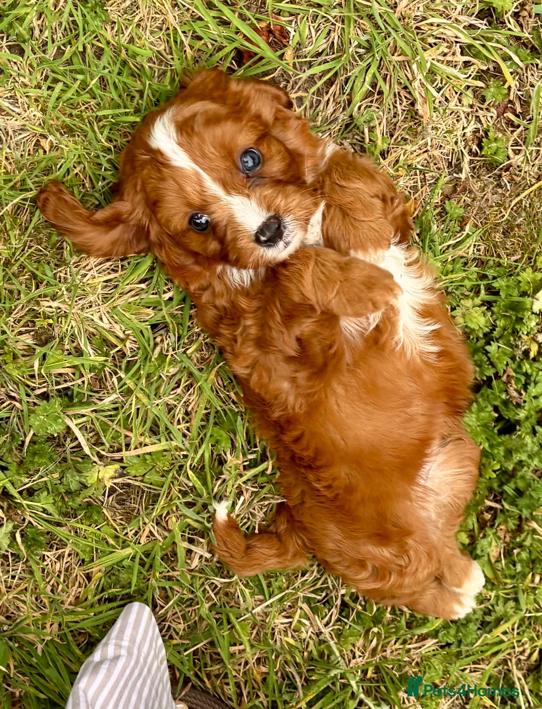 Cavapoo dogs for sale: Stunning cavapoo pups *ready to leave 29th august* - Image 9