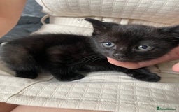 Mixed Breed cats for sale: Sweet kittens  - Image 1