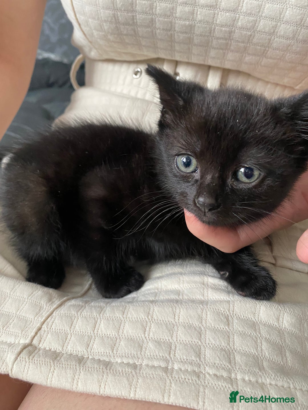 Mixed Breed cats for sale: Sweet kittens  - Image 1
