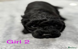 Cockapoo dogs for sale: Outstanding Cockapoos Fully Health Tested  - Image 21