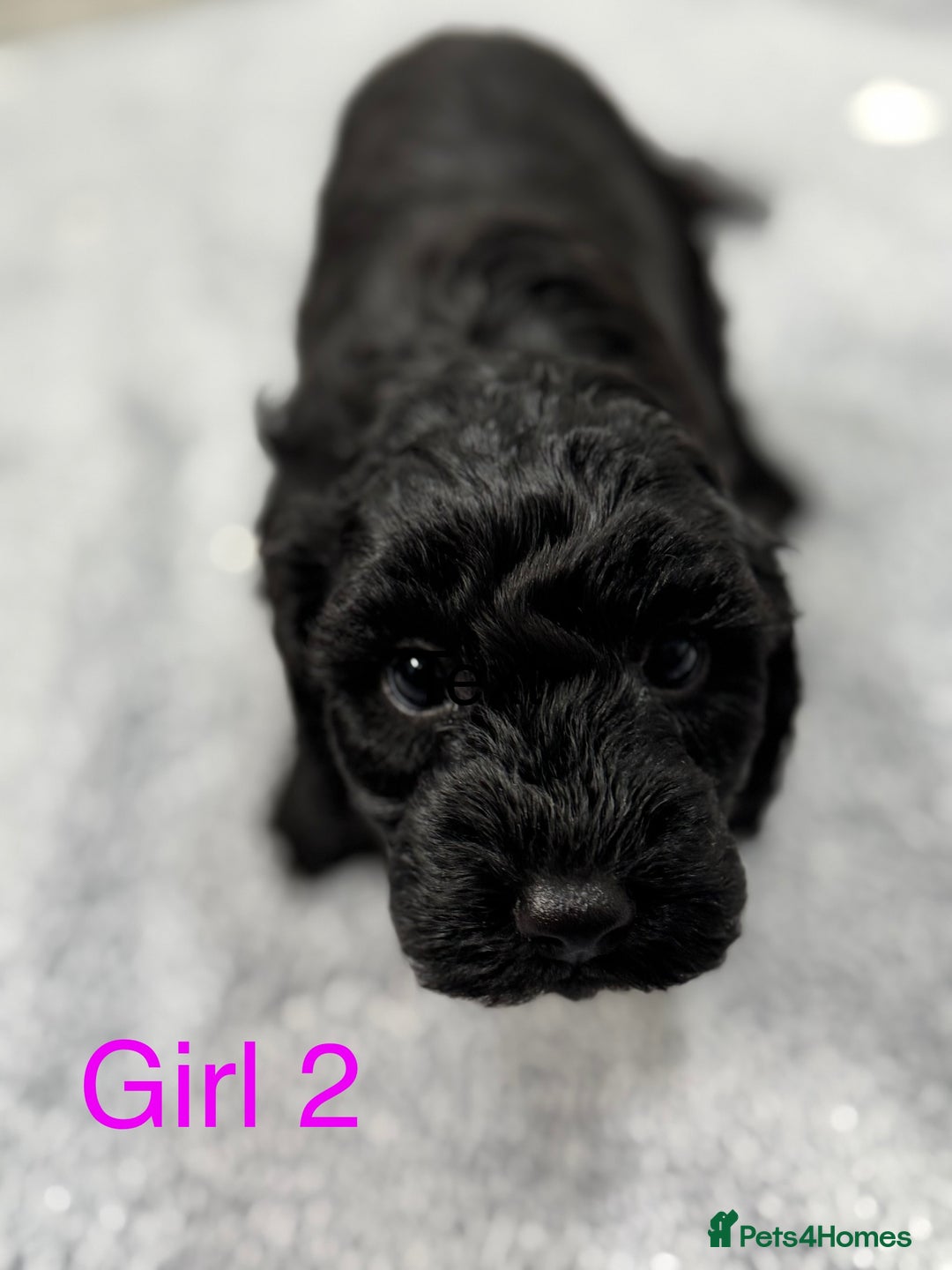 Cockapoo dogs for sale: Outstanding Cockapoos Fully Health Tested  - Image 21