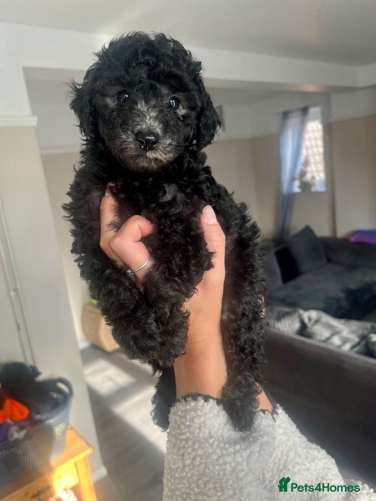 Cockapoo dogs Gorgeous Cockapoo Puppies Available for new homes - Advert 2