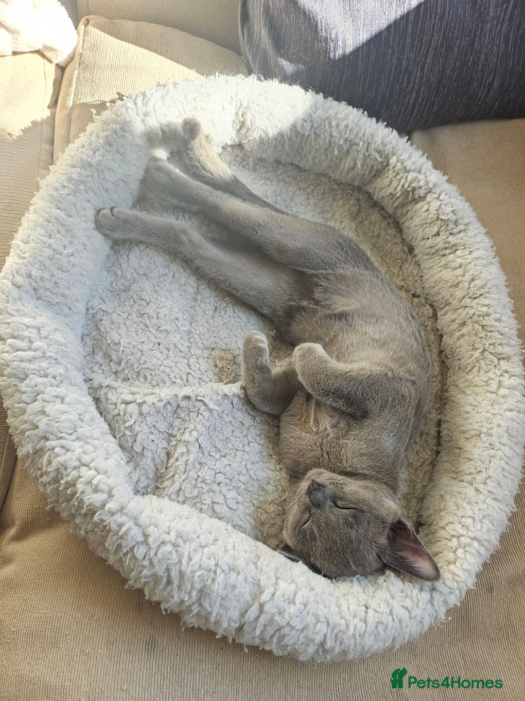 Burmese cats for sale: BLUE BURMESE KITTEN - Last one - Image 2