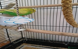 Budgerigars birds for sale: 7 month old Green female budgie  - Image 3