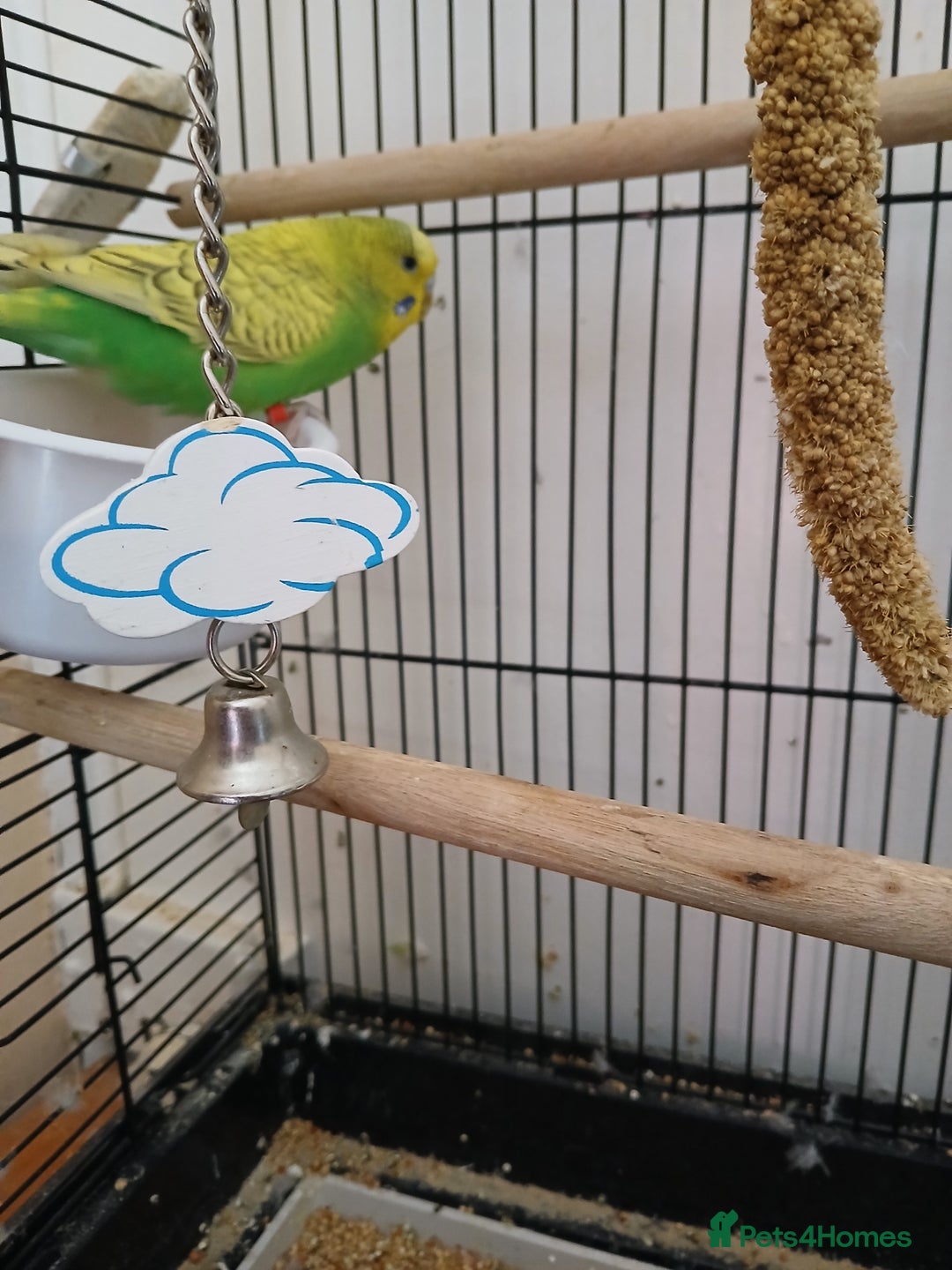 Budgerigars birds for sale: 7 month old Green female budgie  - Image 3