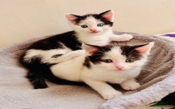 Mixed Breed cats for sale: 5 Beautiful Black & White Kittens Available  - Image 2