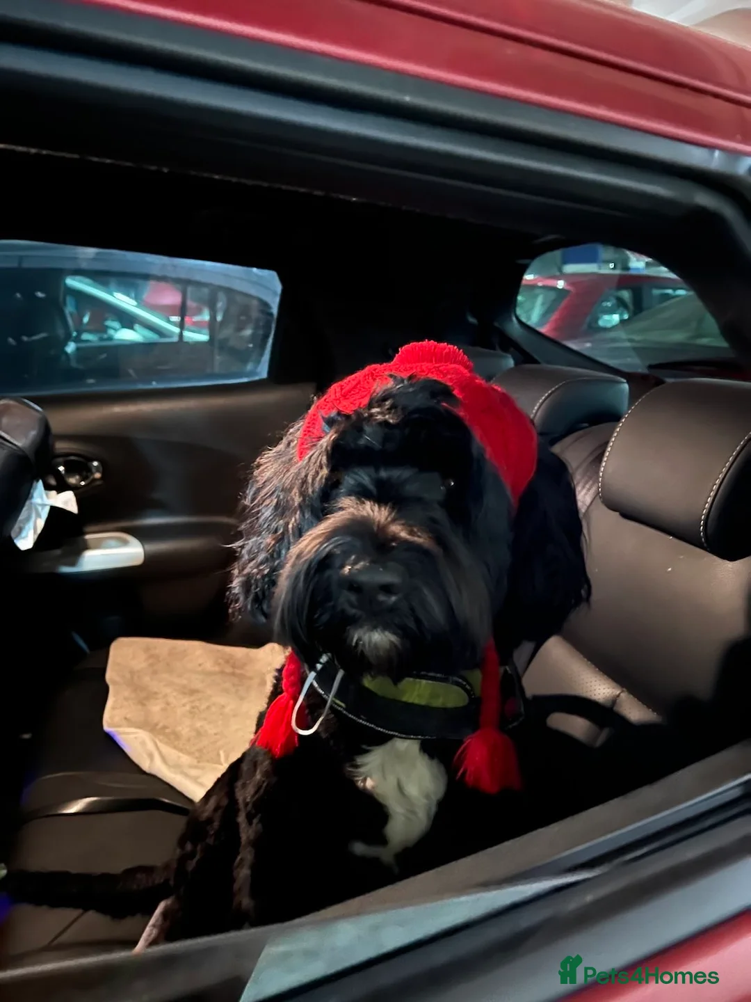 Portuguese Water Dog dogs for stud: Stud muffin lookin for lovin in Cambridge - Advert 11