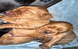 Cockerdor dogs for sale: Cockerdors  - Advert 6