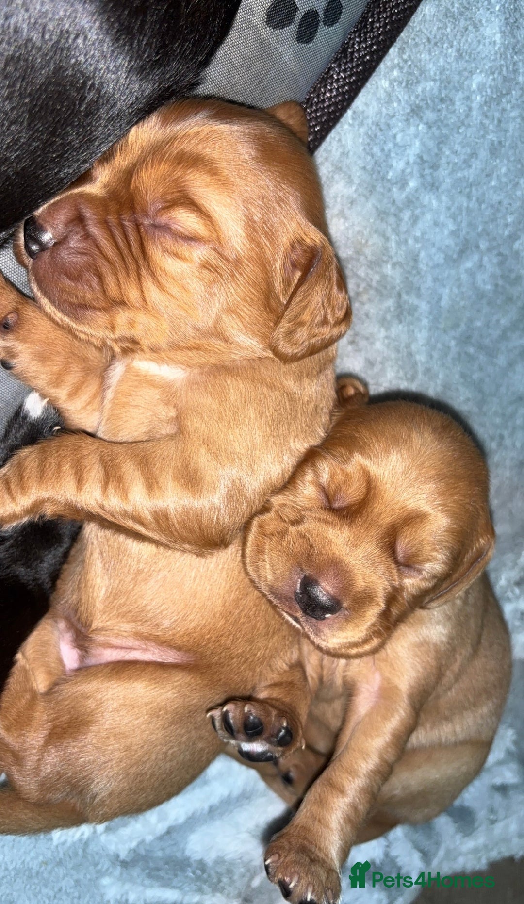 Cockerdor dogs for sale: Cockerdors  - Advert 6