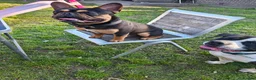 French Bulldog dogs for stud: French bulldog male for stud (black & tan) in Manchester - Advert 4