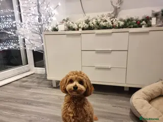 Mixed Breed dogs Freddie 9 month old Cavapoochon - Advert 1