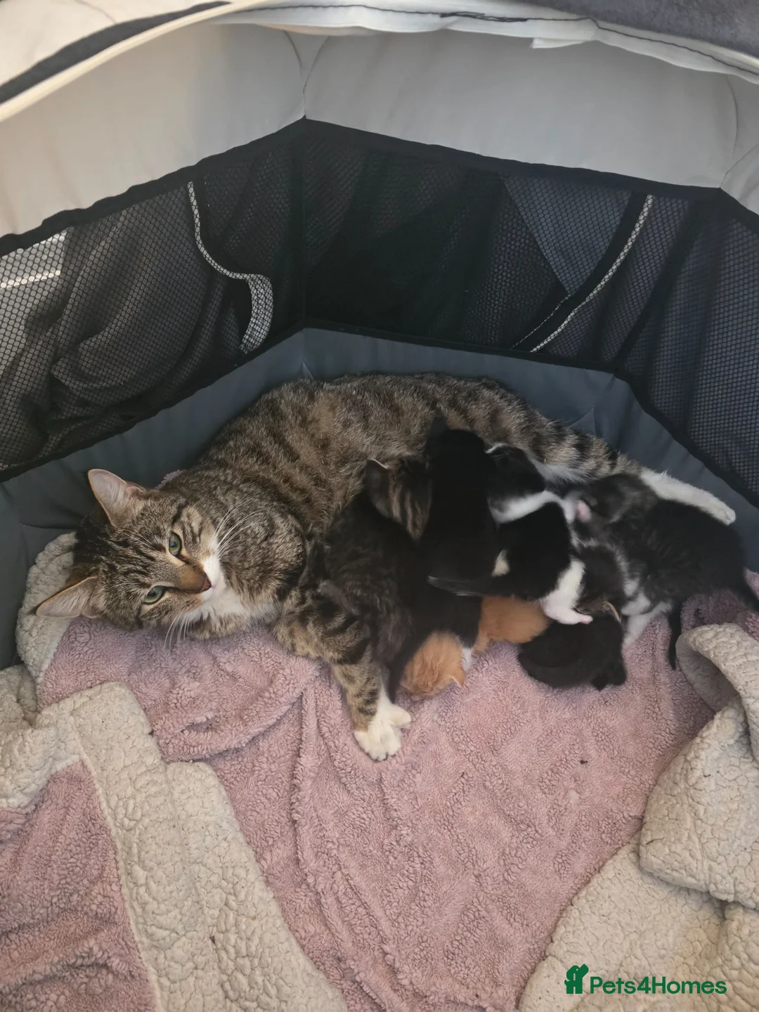 British Shorthair cats for sale: British Shorthair Cross Kittens  - Advert 1