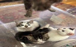 Turkish Angora cats for sale: half turkish angors  - Image 3