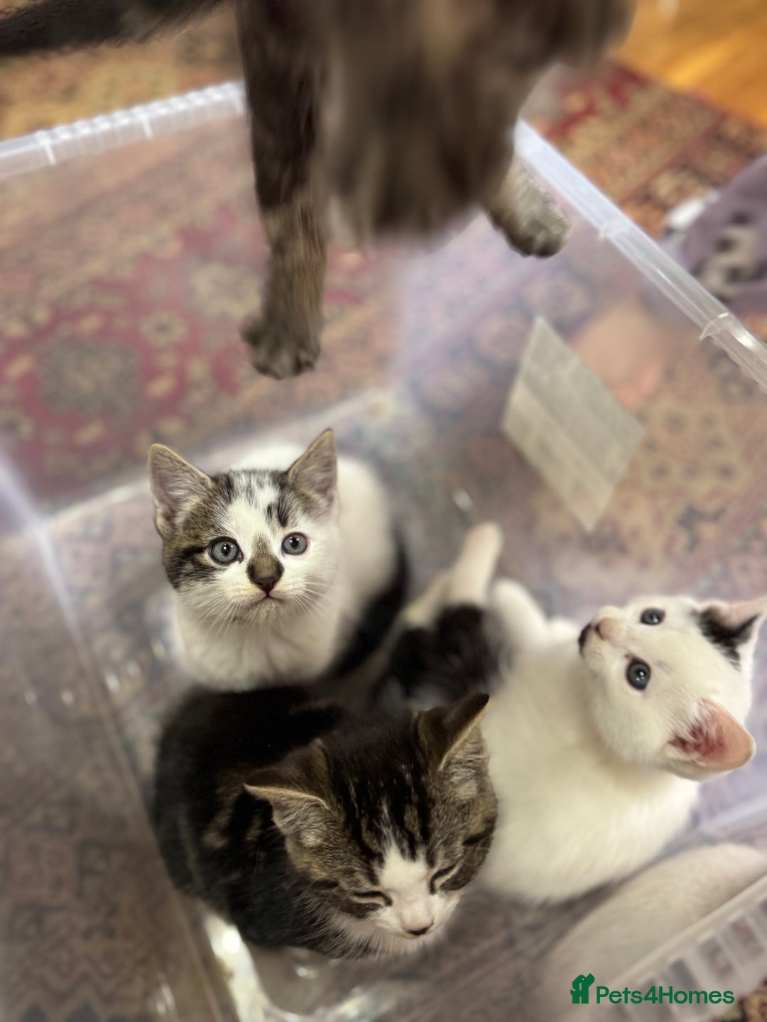 Turkish Angora cats for sale: half turkish angors  - Image 3