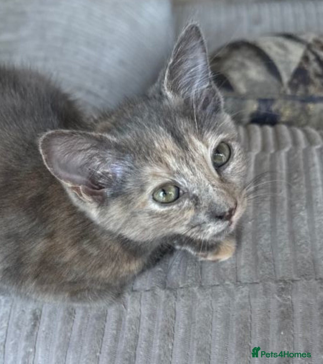 Mixed Breed cats for sale: 2 beautiful girl kittens - Advert 3