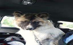 Akita dogs for sale: American akita  - Image 3