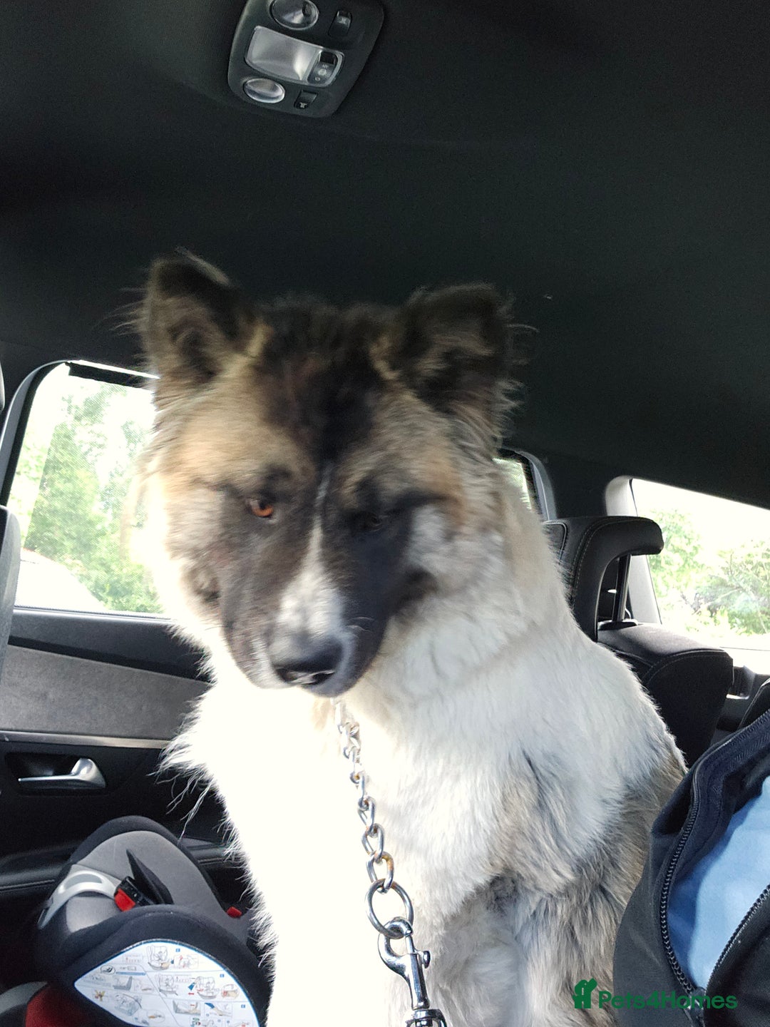 Akita dogs for sale: American akita  - Image 3