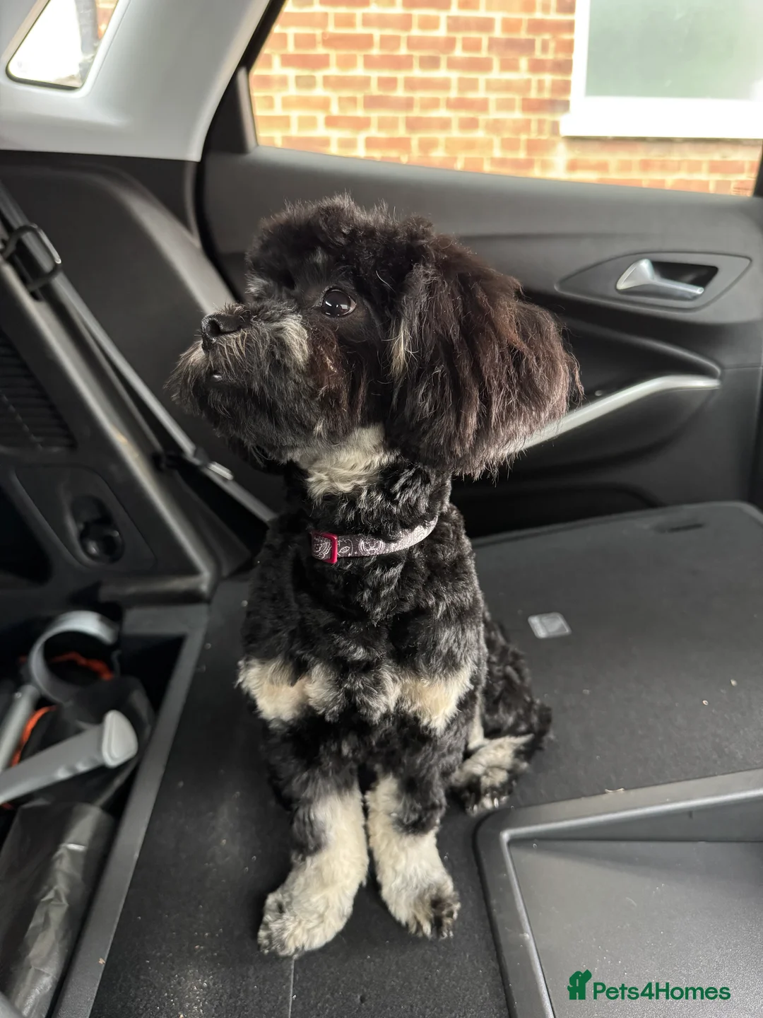 Shihpoo dogs for stud: gorgeous Shihpoo boy for studding  - Advert 2