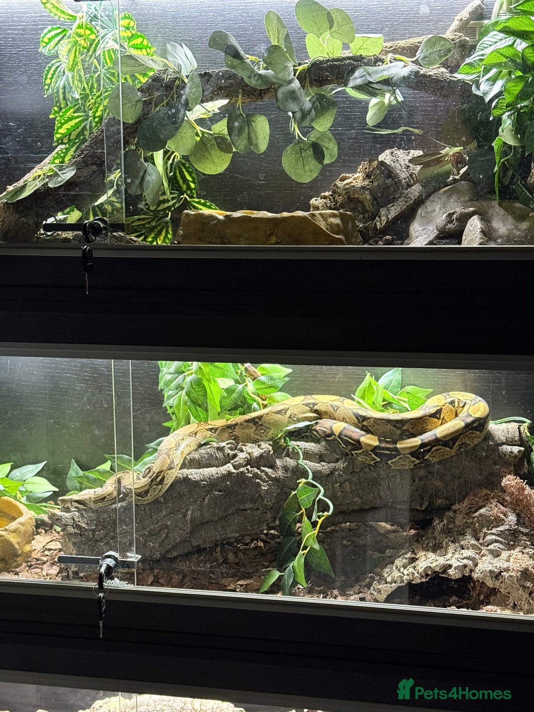 Boa Snake reptiles for sale: 2 year old boa constrictor  - Advert 2