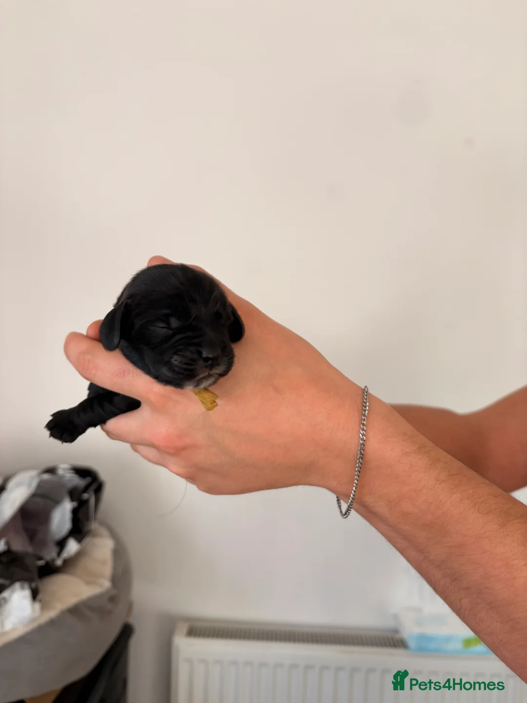 Cocker Spaniel dogs for sale: Beautiful litter of 9 cocker spaniel puppies 🥰 - Advert 7