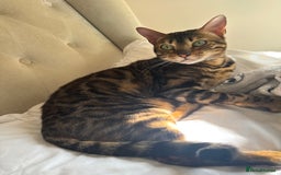 Bengal cats for sale: Bengal girl  - Image 1