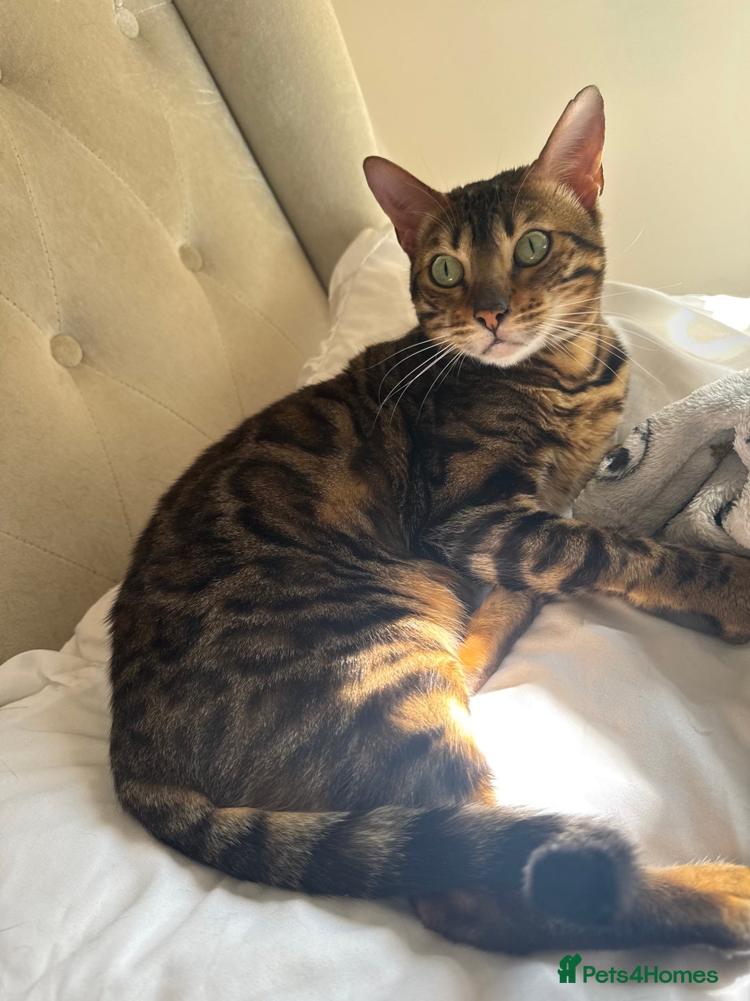 Bengal cats for sale: Bengal girl  - Image 1